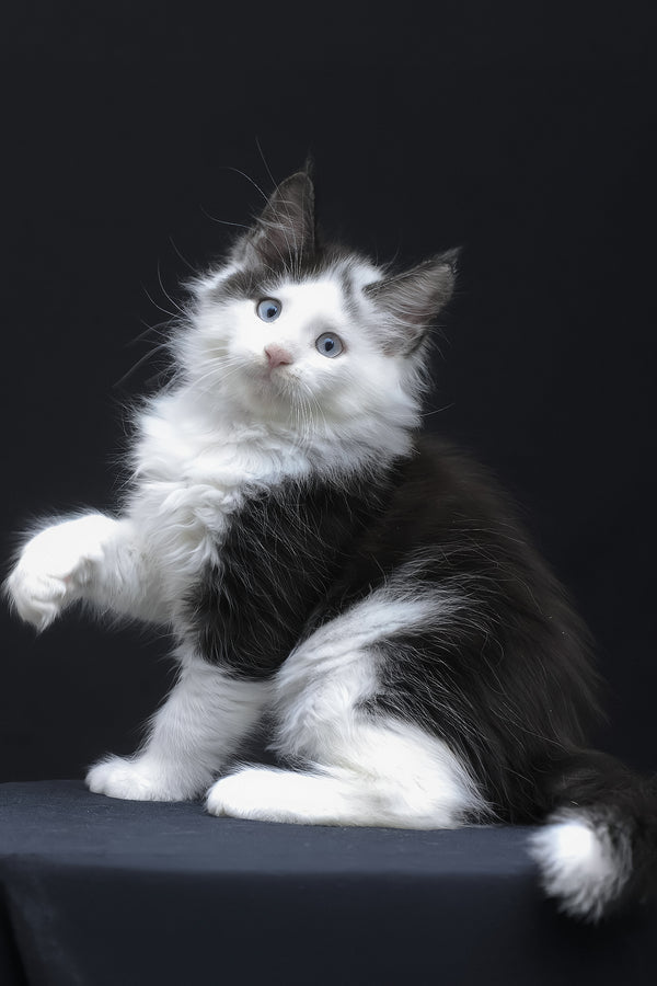 Wellington | Maine Coon Kitten