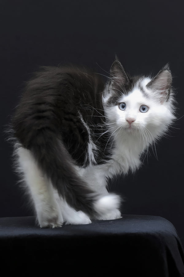 Wellington | Maine Coon Kitten