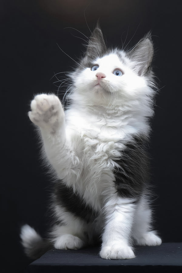 Wellington | Maine Coon Kitten
