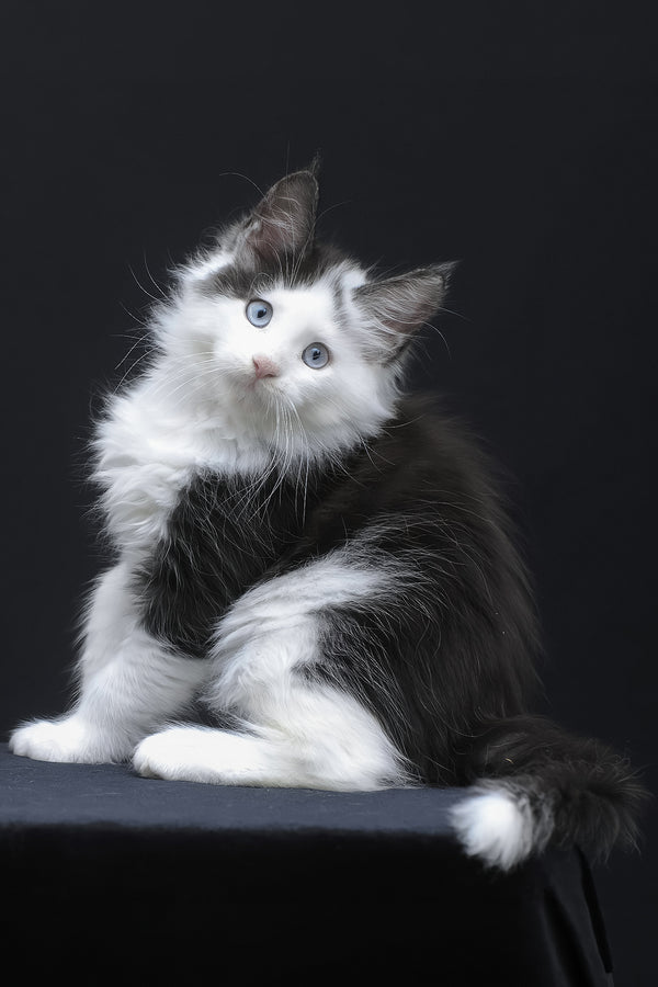 Wellington | Maine Coon Kitten