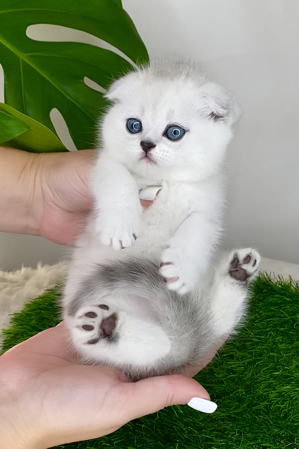 Wendy | Scottish Fold Kitten