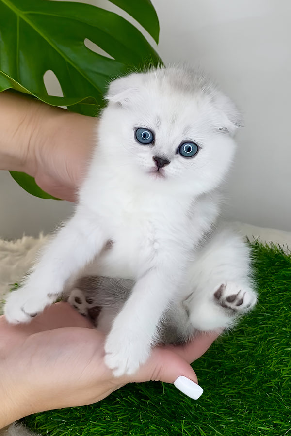 Wendy | Scottish Fold Kitten