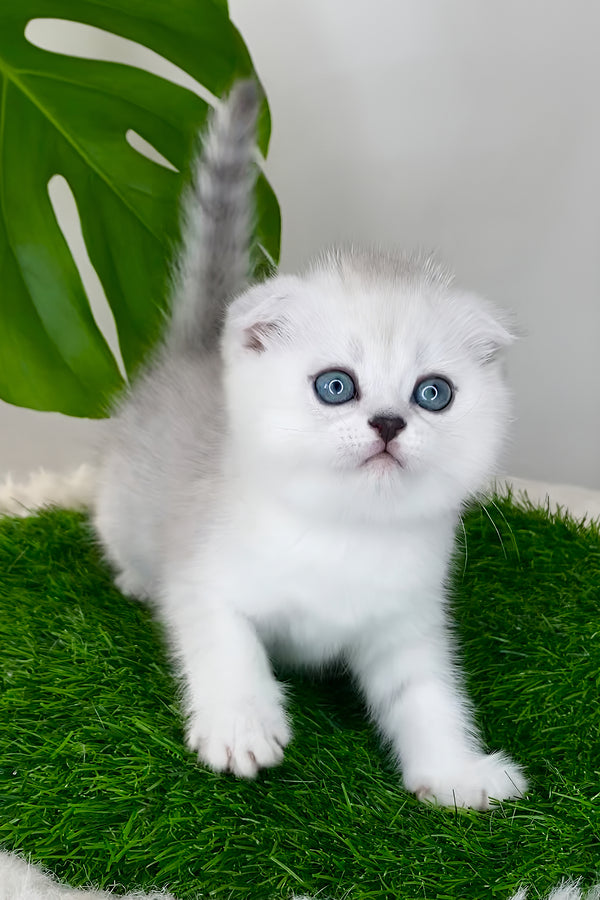 Wendy | Scottish Fold Kitten