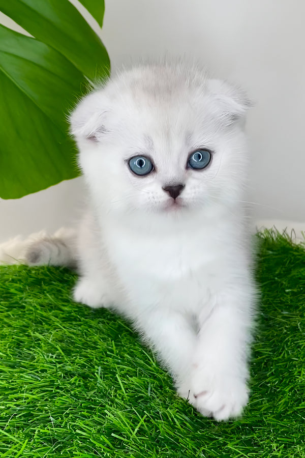 Wendy | Scottish Fold Kitten