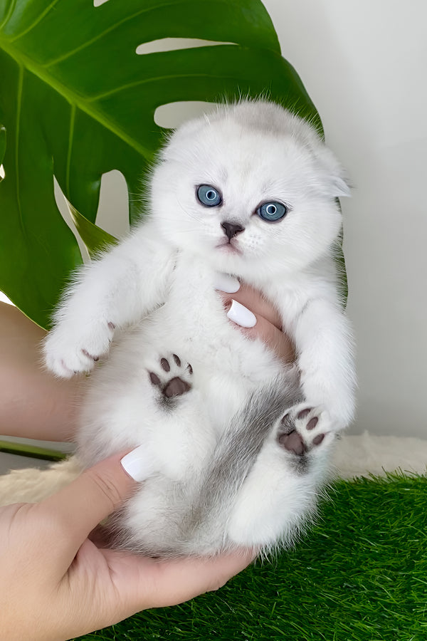 Wendy | Scottish Fold Kitten