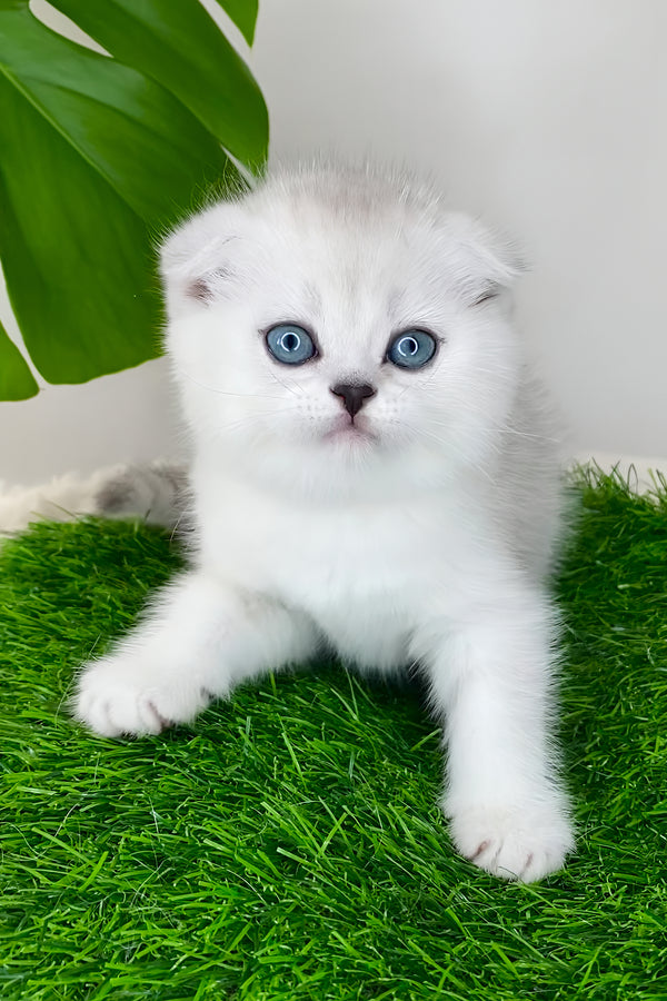 Wendy | Scottish Fold Kitten