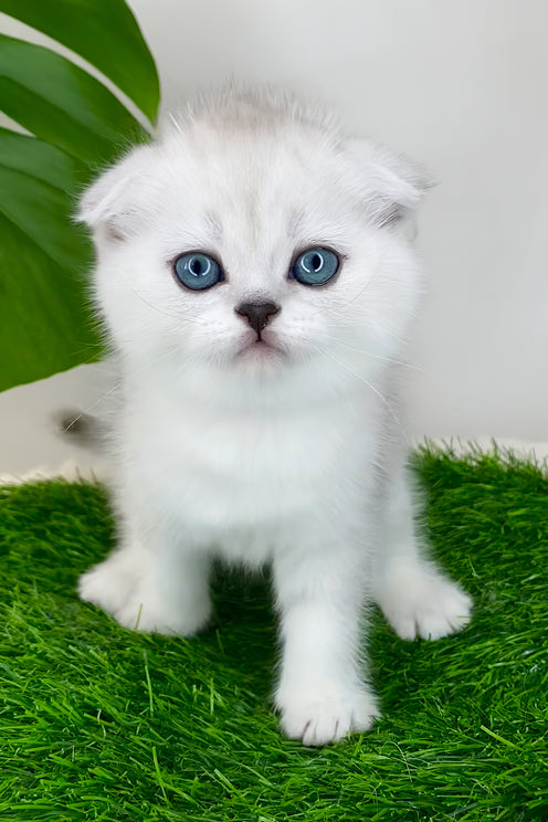 Wendy | Scottish Fold Kitten