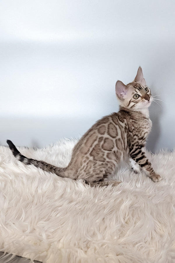 Wendy | Bengal Kitten