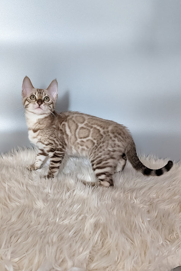 Wendy | Bengal Kitten
