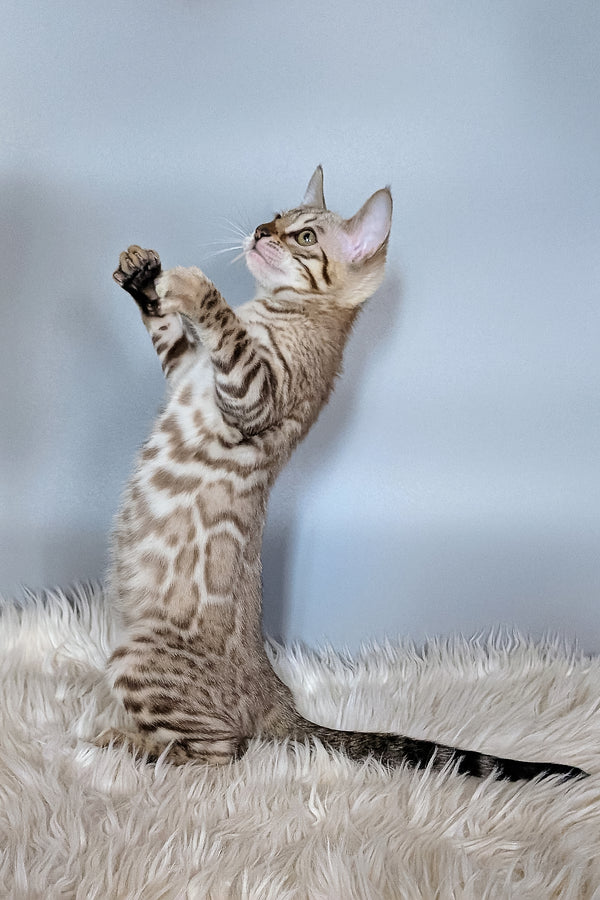 Wendy | Bengal Kitten