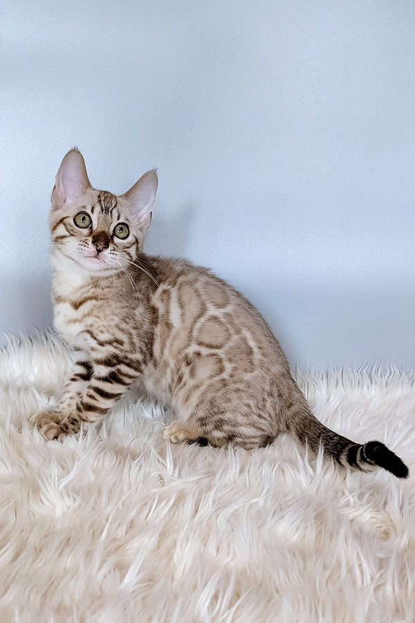 Wendy | Bengal Kitten