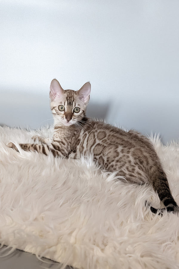 Wendy | Bengal Kitten