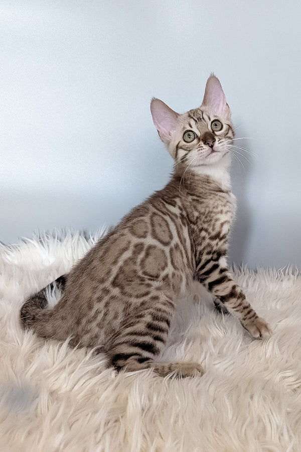 Wendy | Bengal Kitten