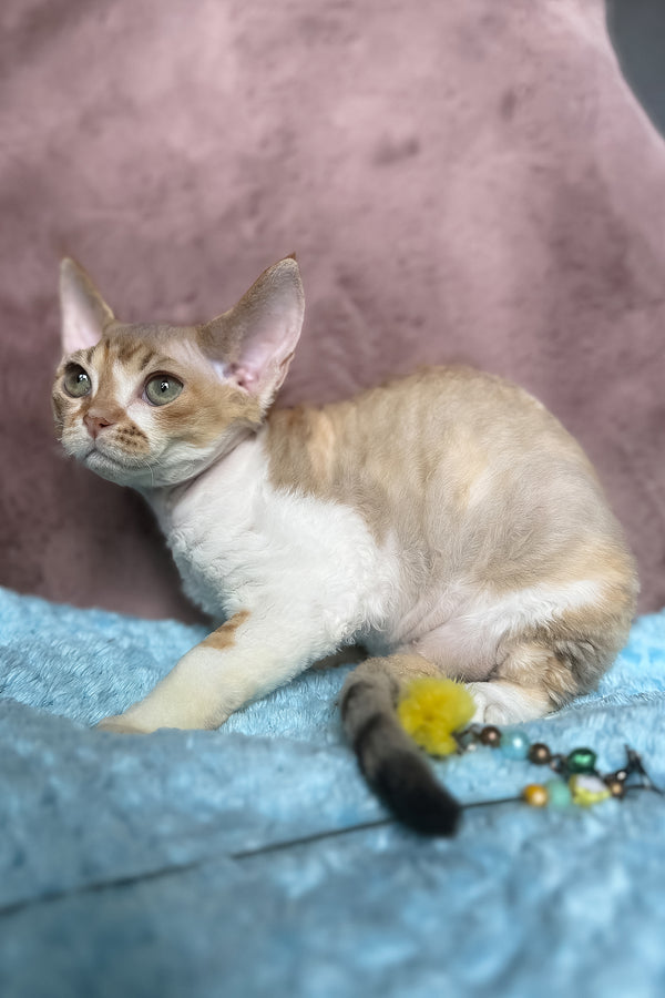 Wendy | Devon Rex Kitten