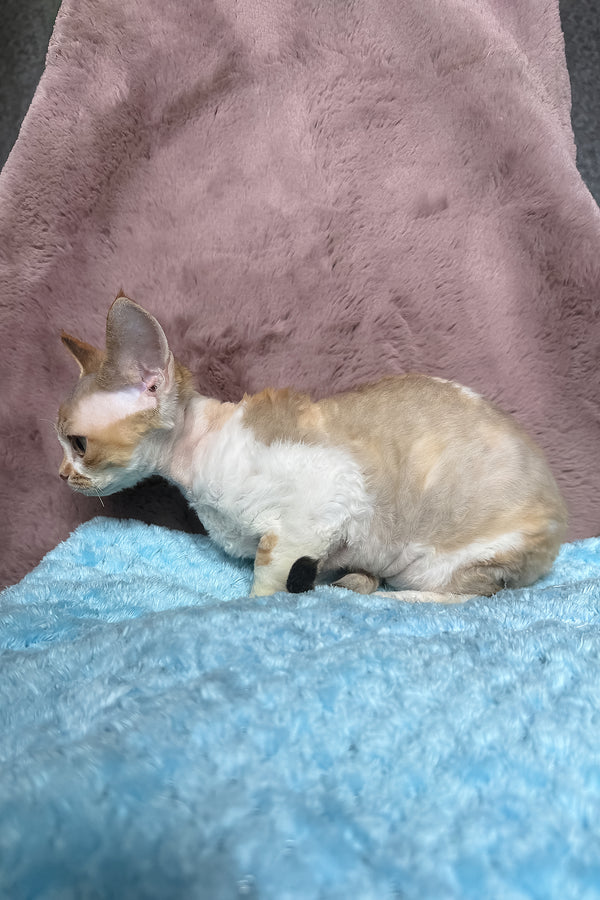 Wendy | Devon Rex Kitten