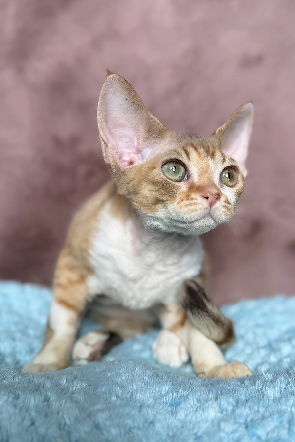 Wendy | Devon Rex Kitten