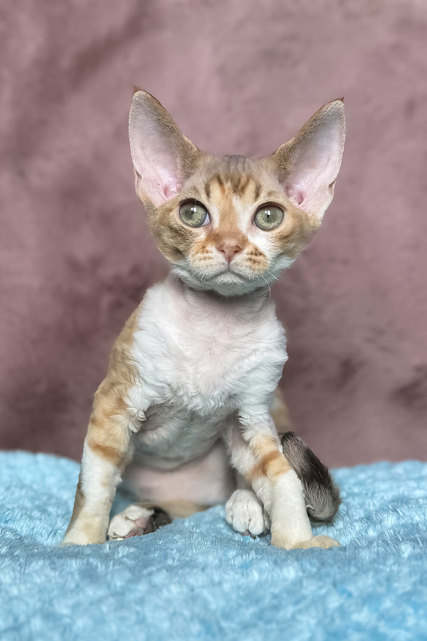 Wendy | Devon Rex Kitten