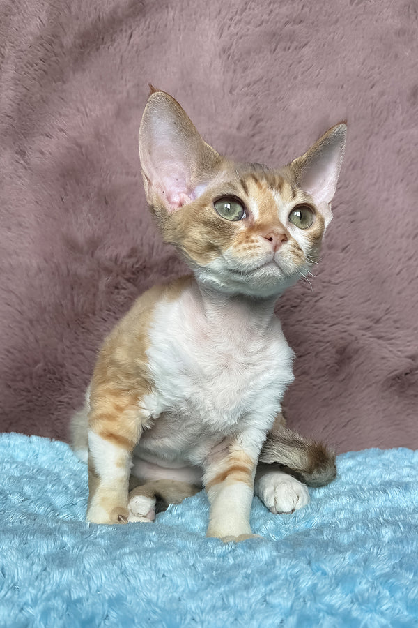 Wendy | Devon Rex Kitten