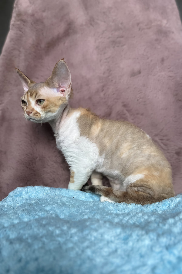 Wendy | Devon Rex Kitten
