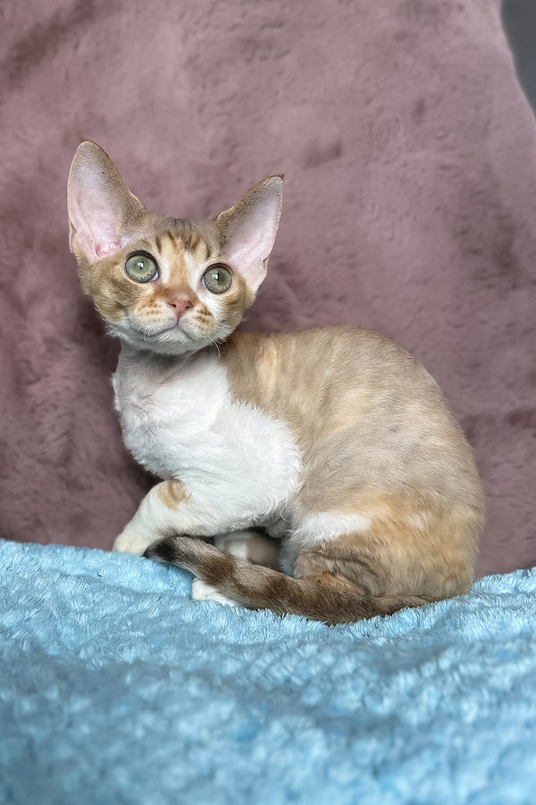 Wendy | Devon Rex Kitten