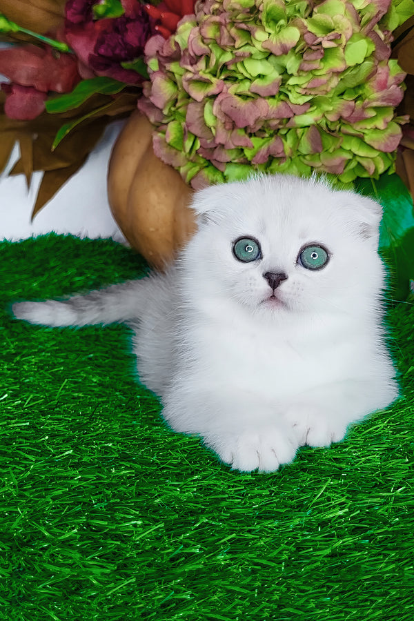 Wendy | Scottish Fold Kitten