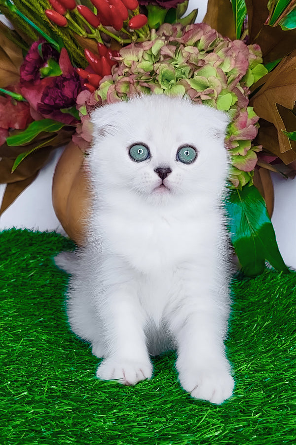 Wendy | Scottish Fold Kitten