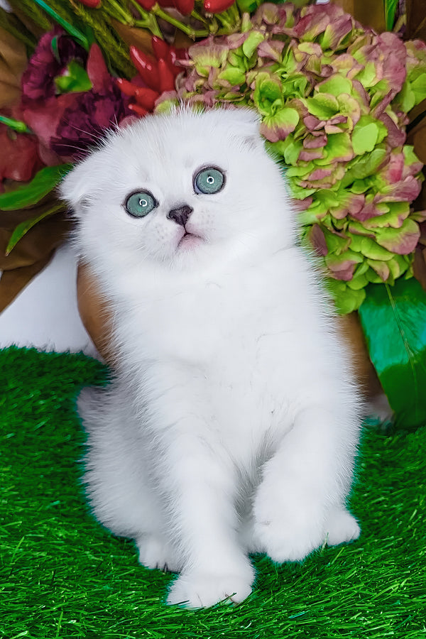 Wendy | Scottish Fold Kitten