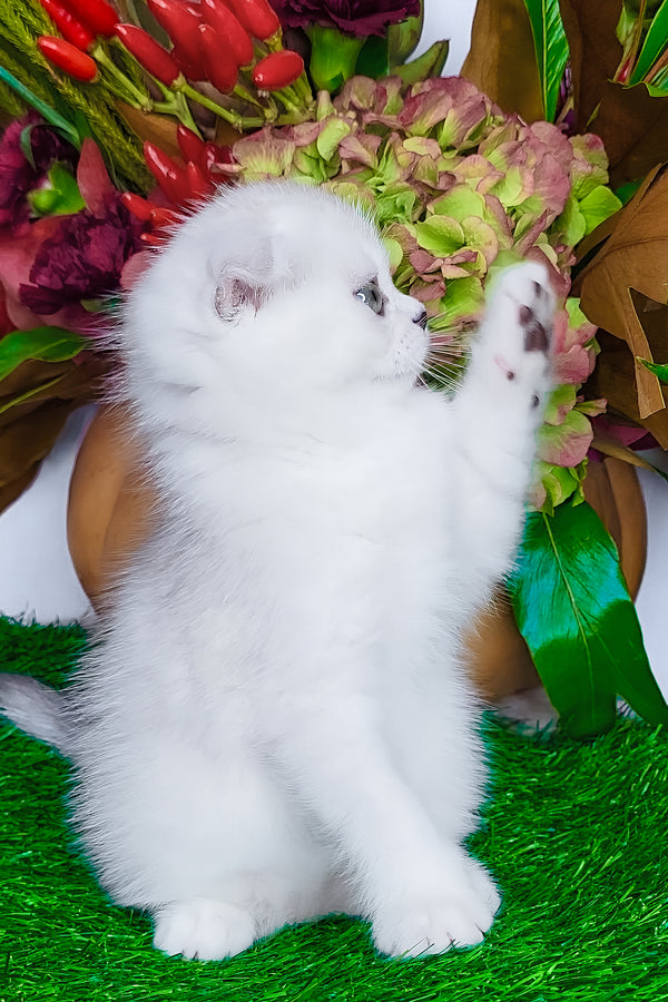 Wendy | Scottish Fold Kitten