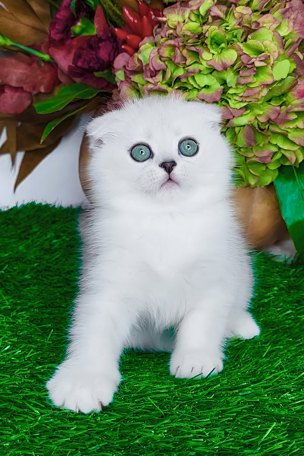 Wendy | Scottish Fold Kitten