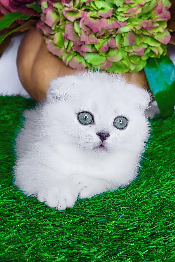 Wendy | Scottish Fold Kitten