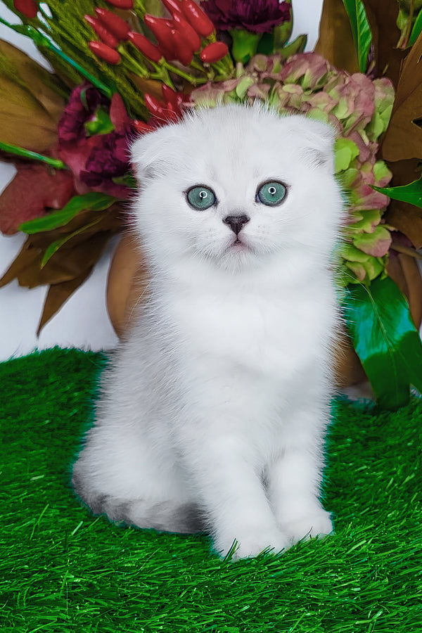 Wendy | Scottish Fold Kitten