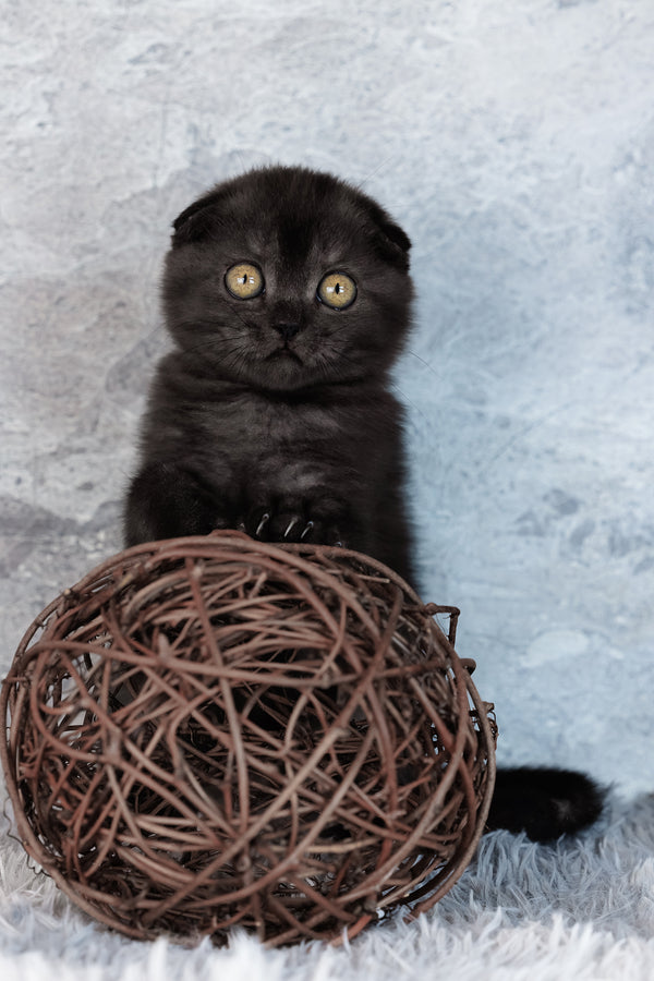 Wendy | Scottish Fold Kitten