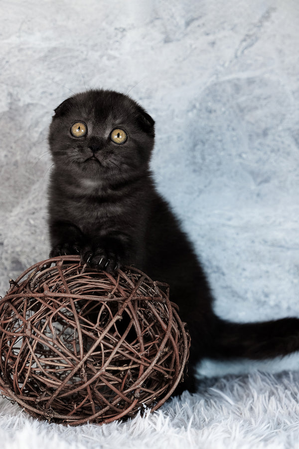 Wendy | Scottish Fold Kitten