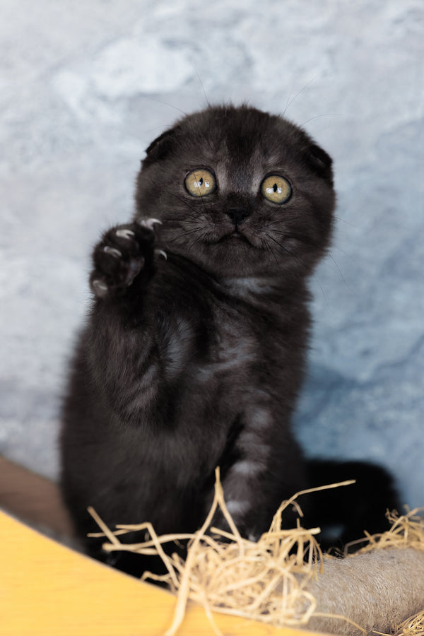Wendy | Scottish Fold Kitten