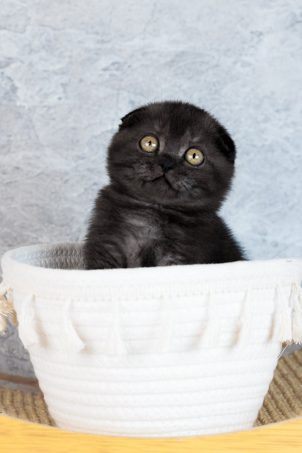 Wendy | Scottish Fold Kitten