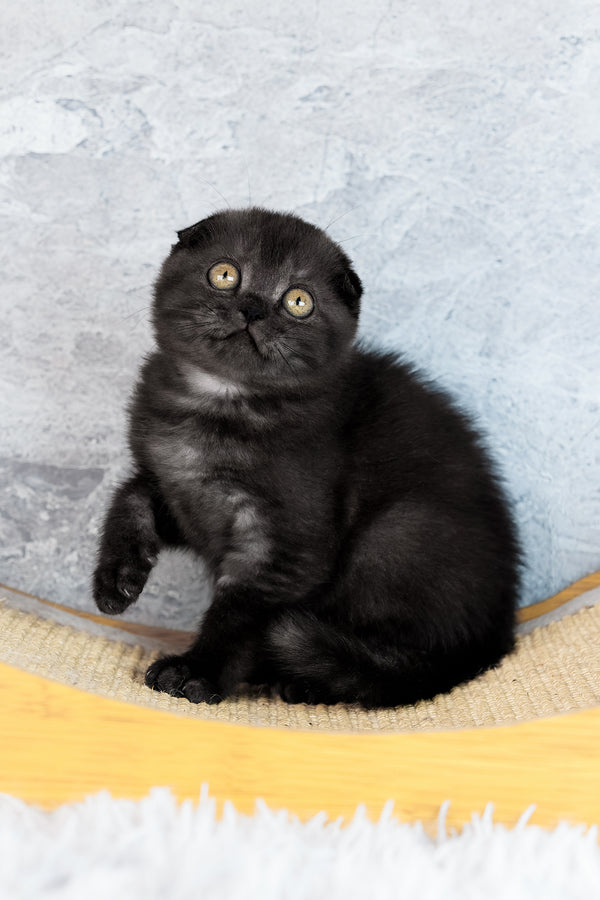 Wendy | Scottish Fold Kitten