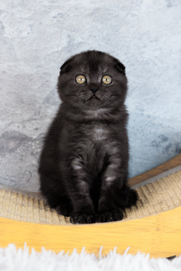 Wendy | Scottish Fold Kitten