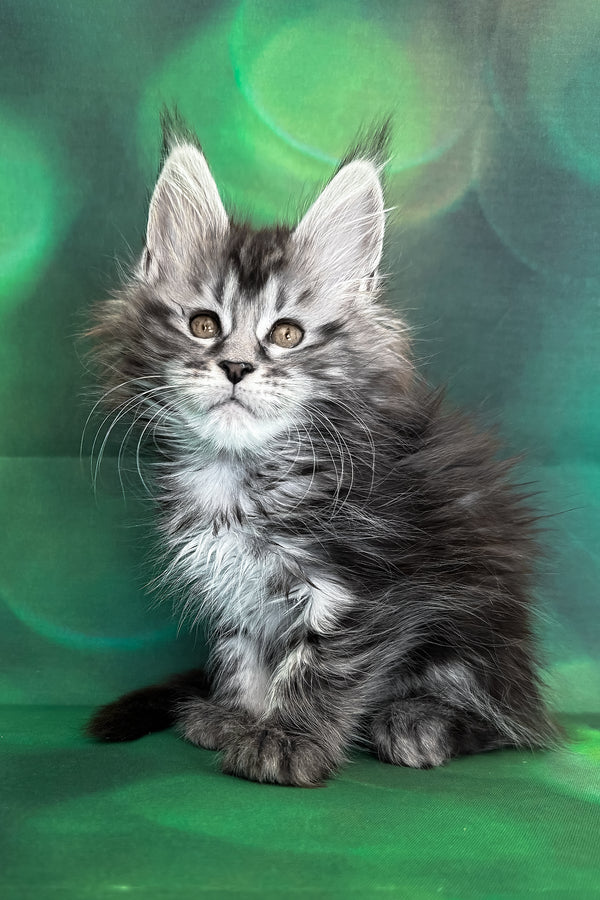 Werona | Maine Coon Kitten