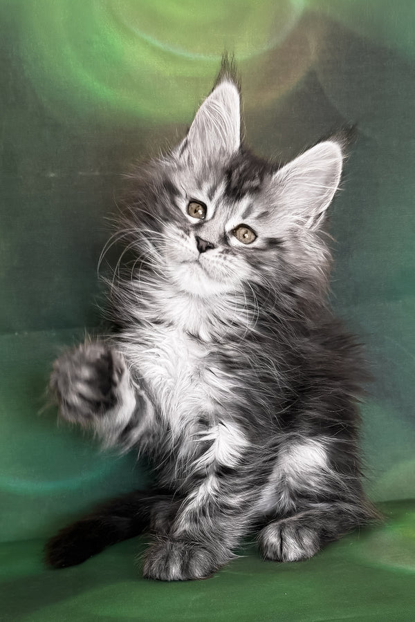 Werona | Maine Coon Kitten