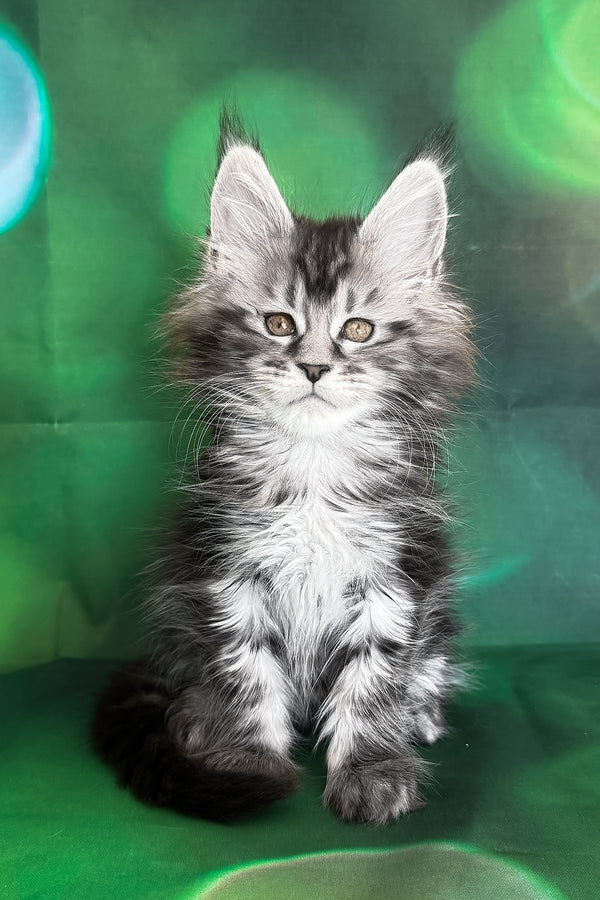 Werona | Maine Coon Kitten