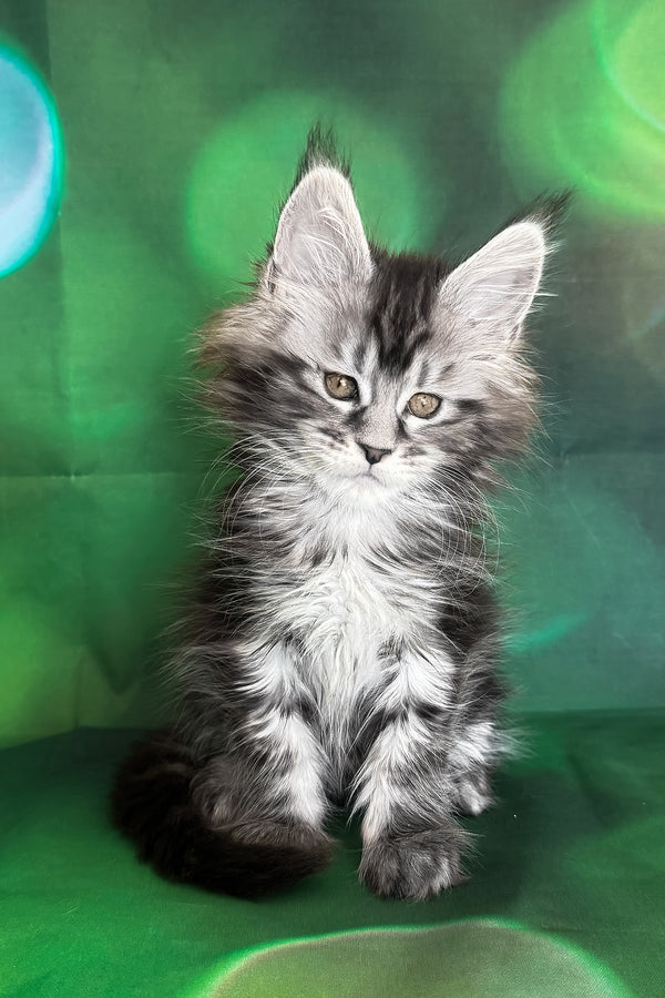 Werona | Maine Coon Kitten