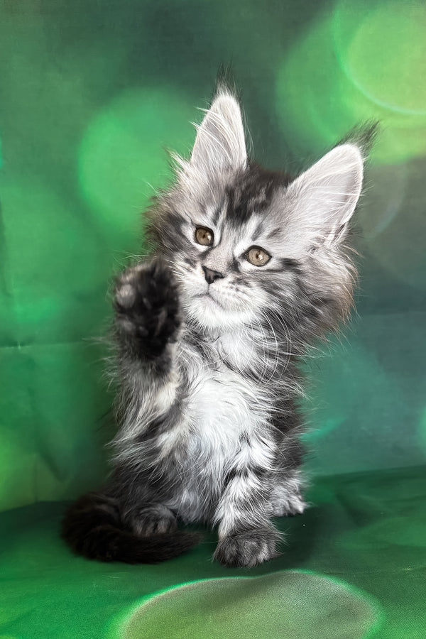 Werona | Maine Coon Kitten