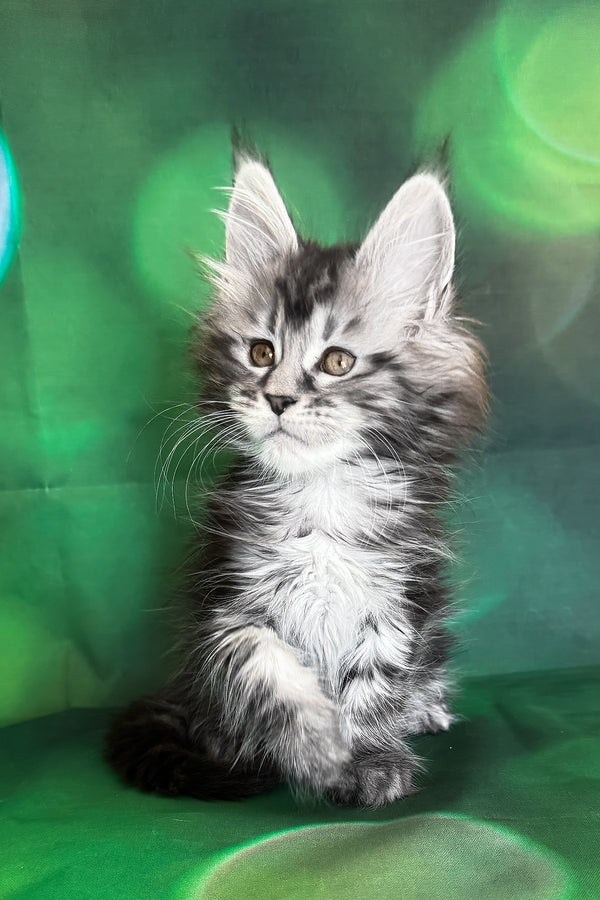 Werona | Maine Coon Kitten