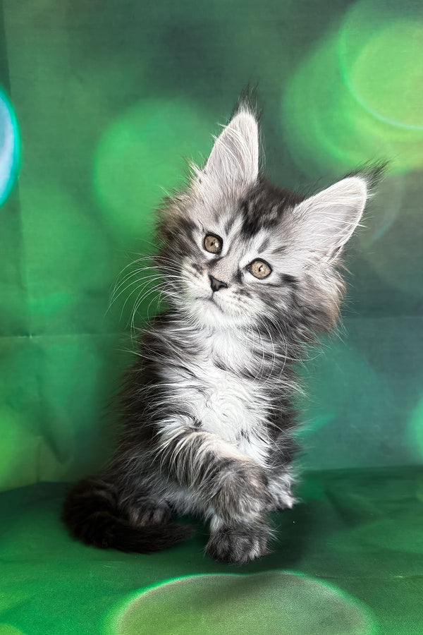 Werona | Maine Coon Kitten