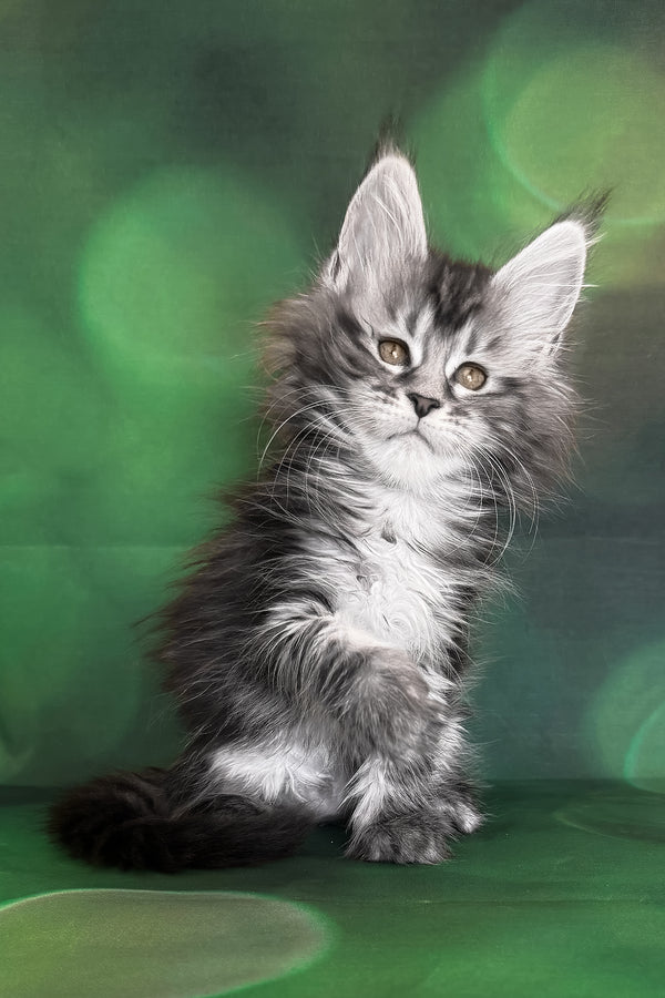 Werona | Maine Coon Kitten