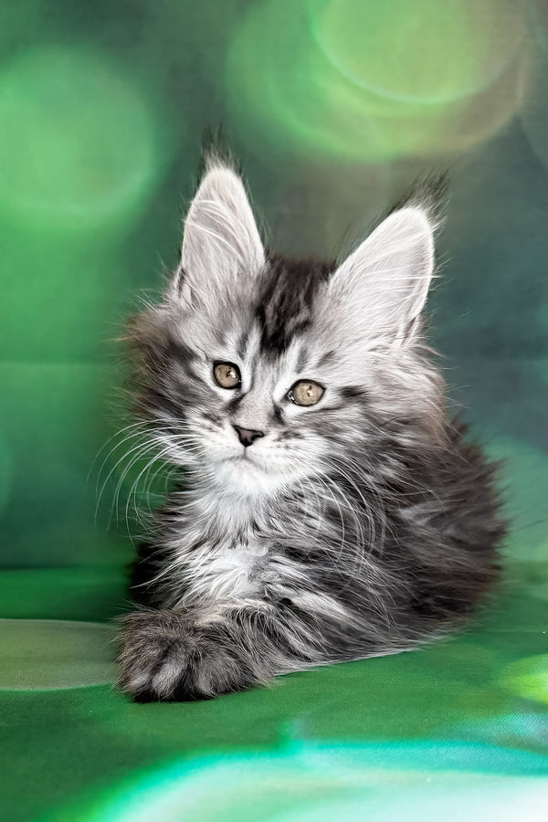Werona | Maine Coon Kitten