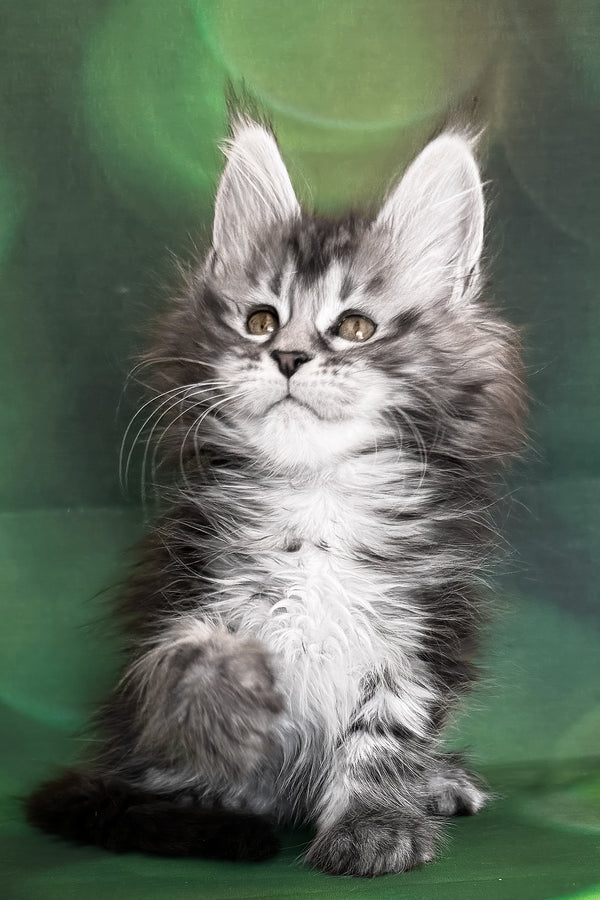 Werona | Maine Coon Kitten