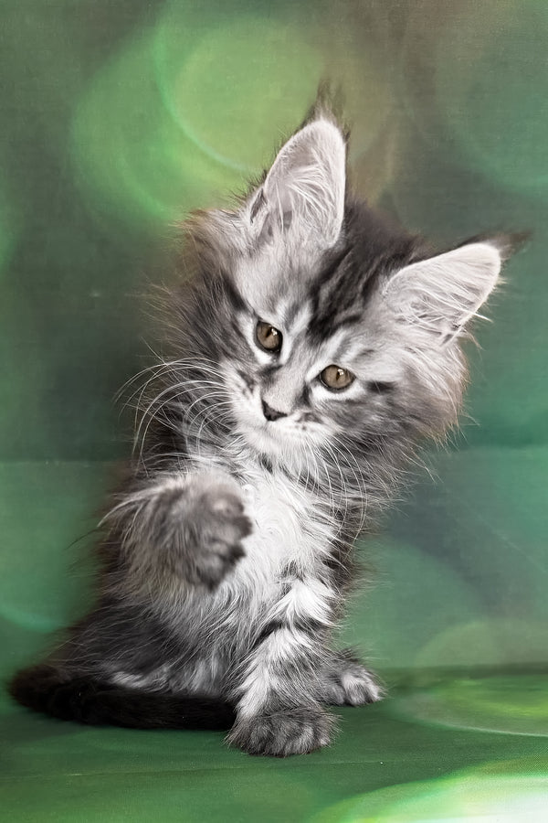 Werona | Maine Coon Kitten