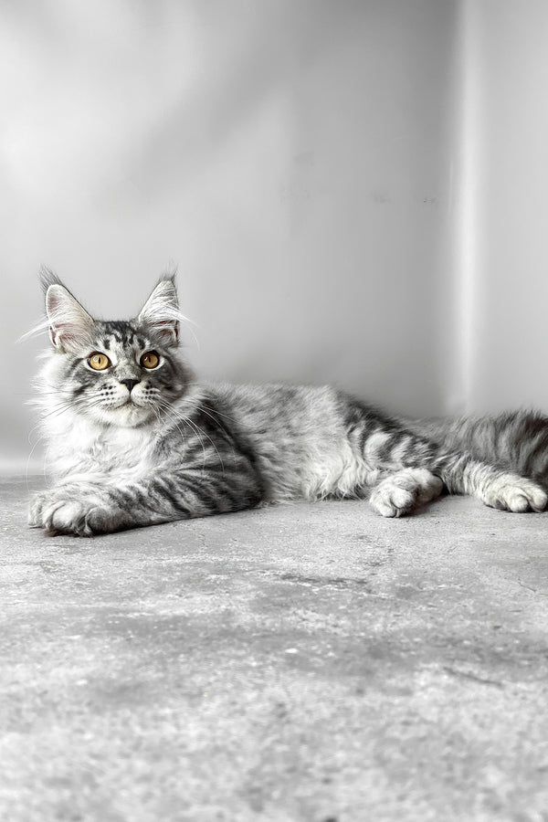 Wesley | Maine Coon Kitten