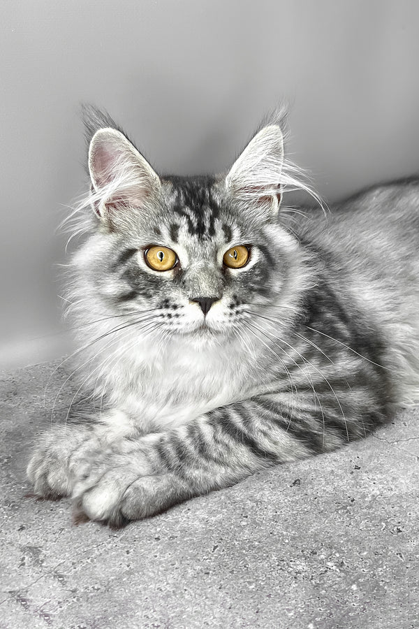 Wesley | Maine Coon Kitten